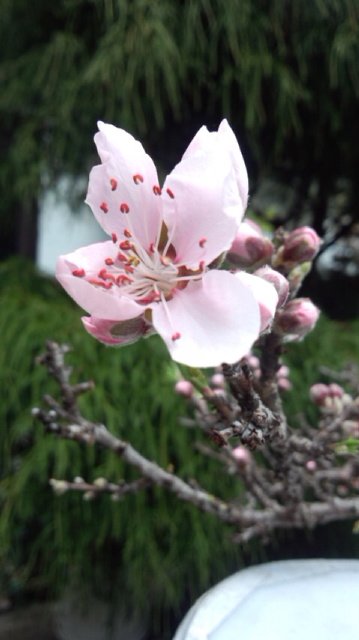 ようやく咲いた花桃