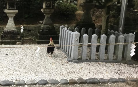 石上神宮の神鶏