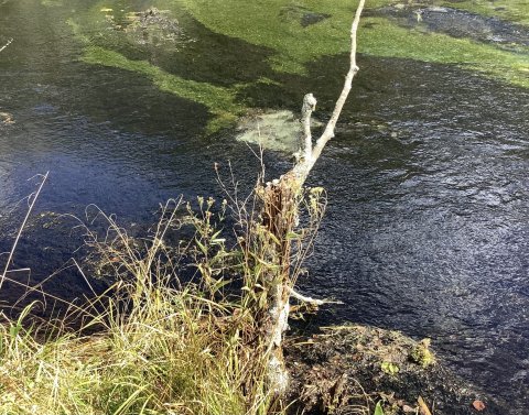 上高地のアキアカネ  枝先にいます