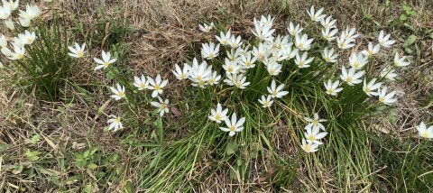 庭のあちこちに咲き出している