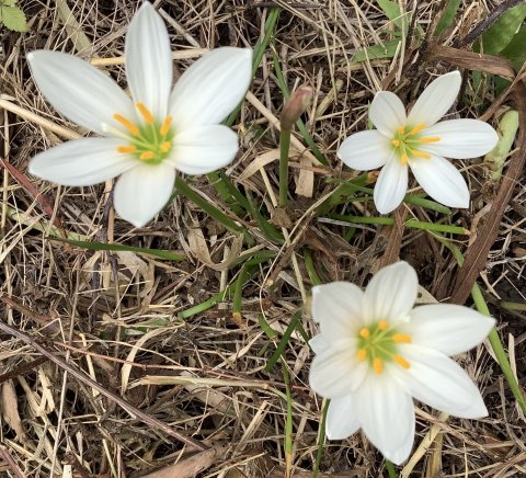 枯れ草の中の玉すだれ